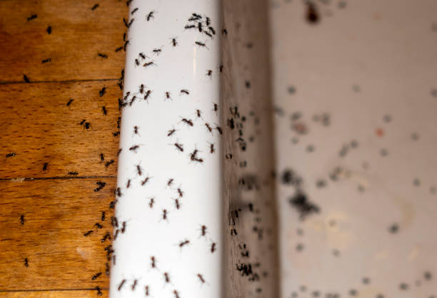 Best Cockroach Control Services  in Mpo, CA